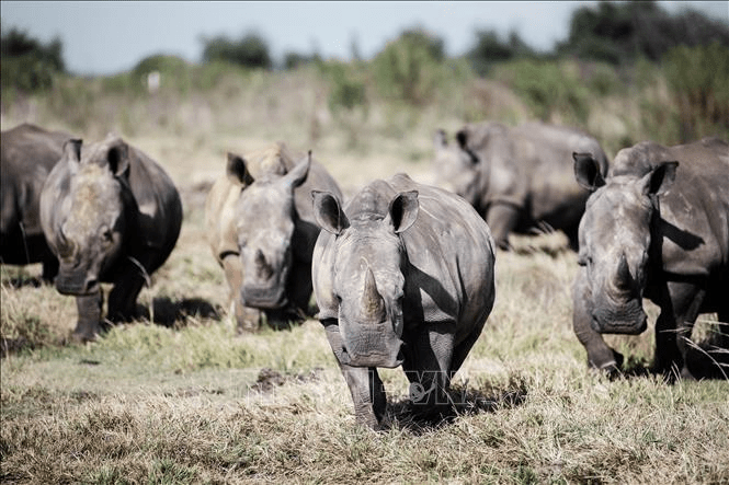 Khám phá cuộc sống tự nhiên của các động vật hoang dã 7 Tê giác (Rhinocerotidae) là một trong những loài động vật lớn nhất sống trên cạn. Hiện nay, có năm loài tê giác chính: tê giác trắng và tê giác đen ở châu Phi, tê giác Ấn Độ, tê giác Javan và tê giác Sumatra ở châu Á. Mặc dù có vẻ ngoài cứng rắn với làn da dày và cặp sừng uy lực, tê giác lại là loài động vật hiền lành và thường tránh xa con người. Chúng là loài ăn cỏ, dành phần lớn thời gian trong ngày để gặm cỏ và lá cây. Tê giác có tầm quan trọng sinh thái lớn vì chúng giúp kiểm soát sự phát triển của thảm thực vật, tạo không gian cho nhiều loài khác. Ngoài ra trên thảo nguyên bao la thuộc khu bảo tồn, du khách có cơ hội ngắm nhìn nhiều loài thú hoang dã đặc trưng của châu Phi.