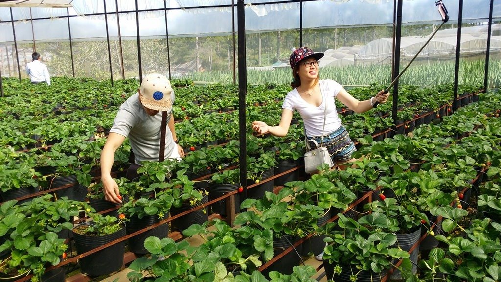 Du lịch nông nghiệp ở Đà Lạt