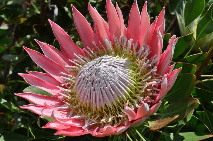 Hoa Protea King - quốc hoa của Nam Phi