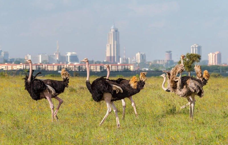Công viên quốc gia Nairobi là nơi sinh sống của hơn 100 loài động vật