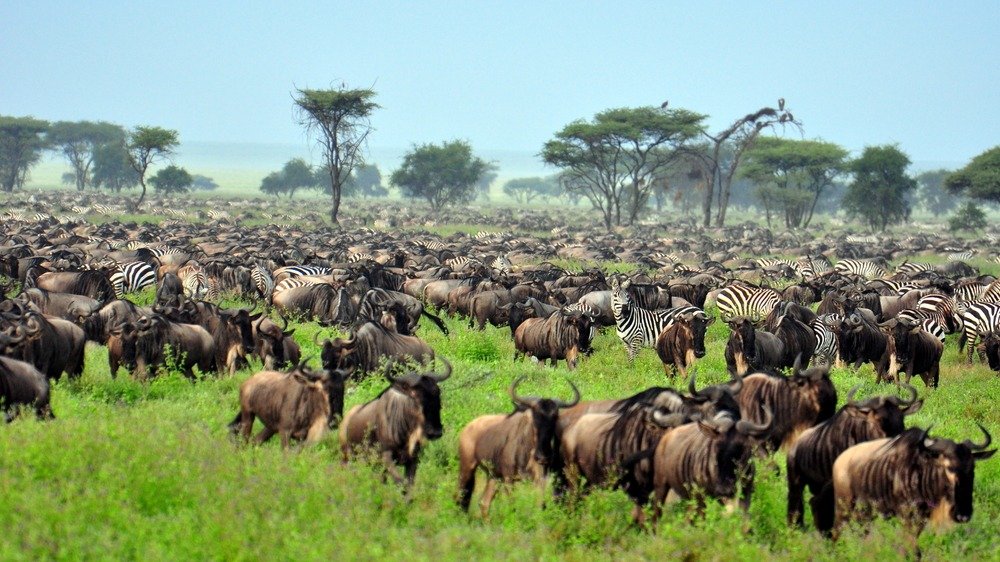 Những địa điểm không thể bỏ qua tại Tanzania: Serengeti National Park