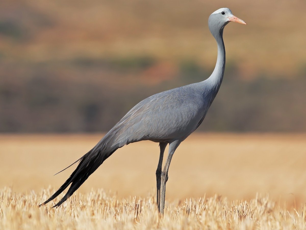 Quốc điểu của Nam Phi: Hạc xanh (Anthropoides paradisia)