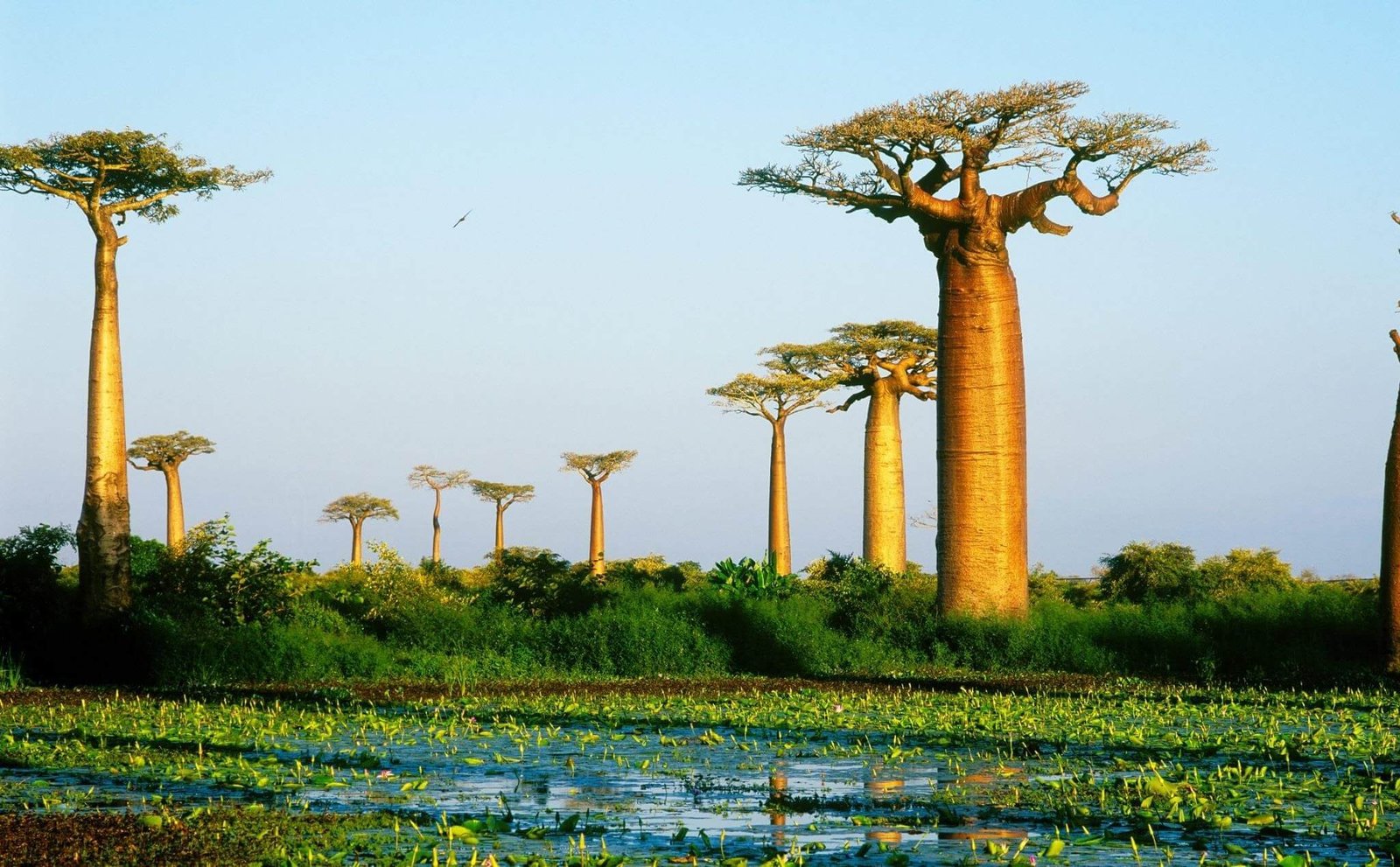 Madagascar là nơi sinh sống của hơn 5.000 loài thực vật và hơn 200 loài động vật