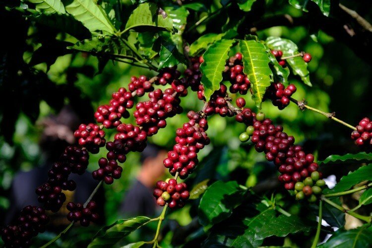 Châu Phi có những cây công nghiệp chủ yếu nào: Cây cà phê