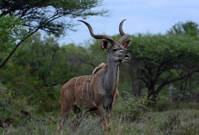 Linh dương Kudu lớn