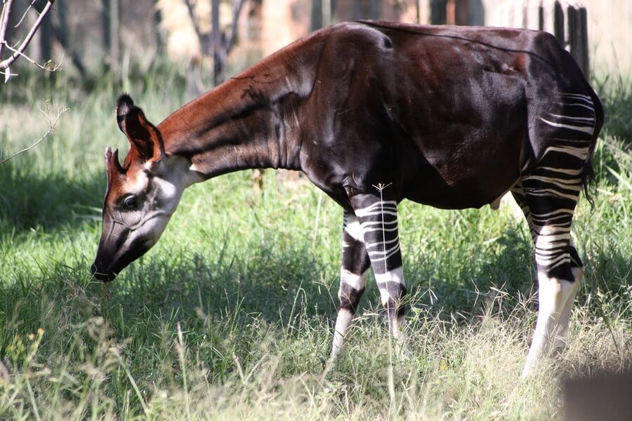 Okapi