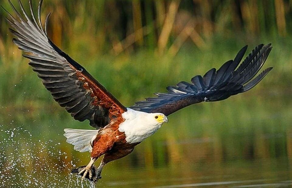 Chim Ở Châu Phi Khiến Du Khách Say Đắm: African Fish Eagle