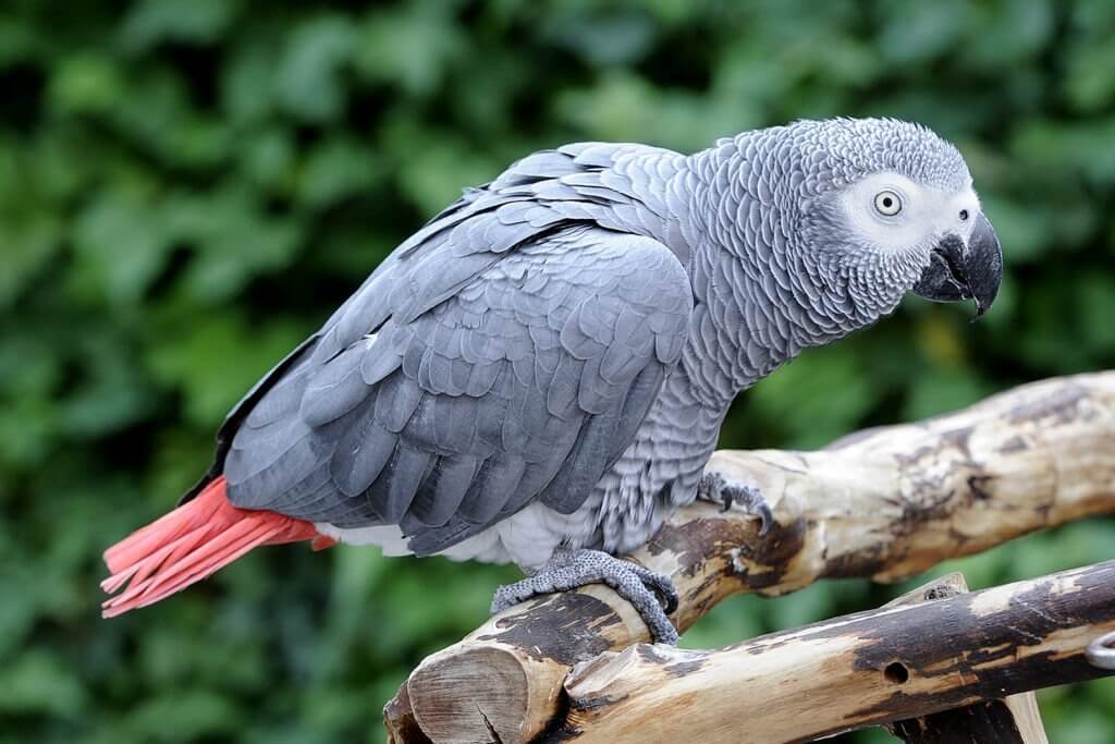 Chim Ở Châu Phi Khiến Du Khách Say Đắm: African Grey Parrot