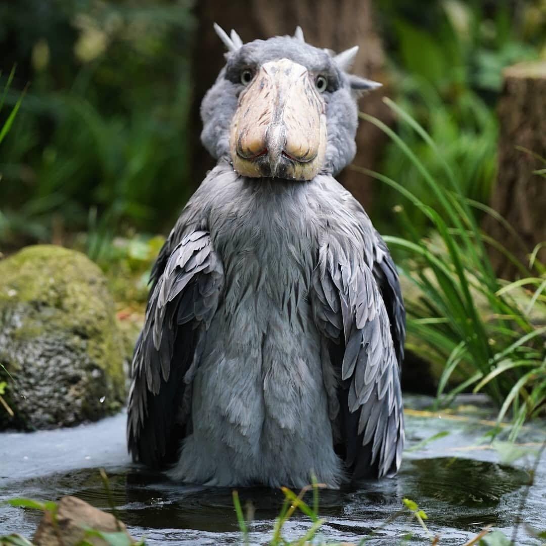Chim Ở Châu Phi Khiến Du Khách Say Đắm: Shoebill