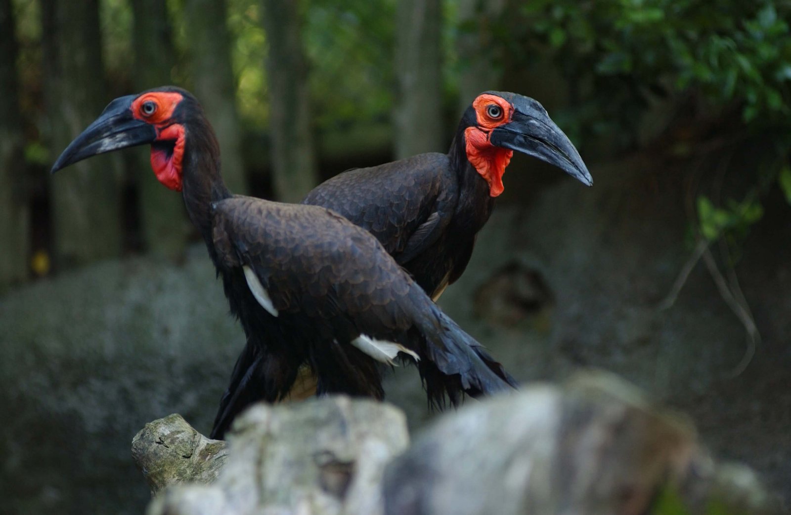 Chim Ở Châu Phi Khiến Du Khách Say Đắm: Southern Ground Hornbill