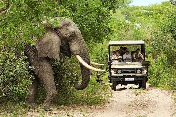 So sánh safari Nam Phi và Kenya: Trải nghiệm tiện nghi hay hoang dã?