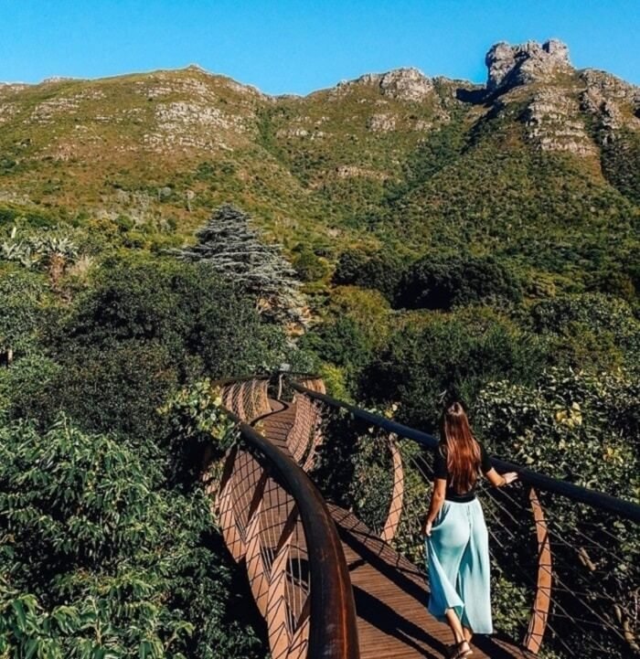Những trải nghiệm không thể bỏ lỡ tại Vườn bách thảo Kirstenbosch: Dạo bước trên cây cầu Canopy Walk nổi tiếng