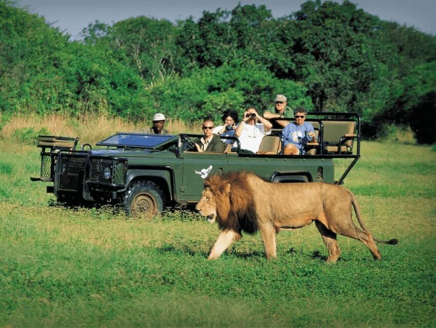 Tham gia tour safari mùa khô Nam Phi