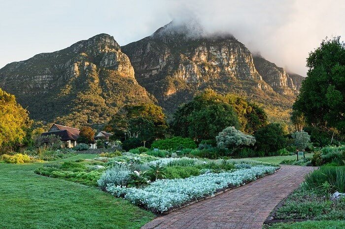 Vườn bách thảo Kirstenbosch – Viên ngọc xanh giữa lòng Cape Town, Nam Phi