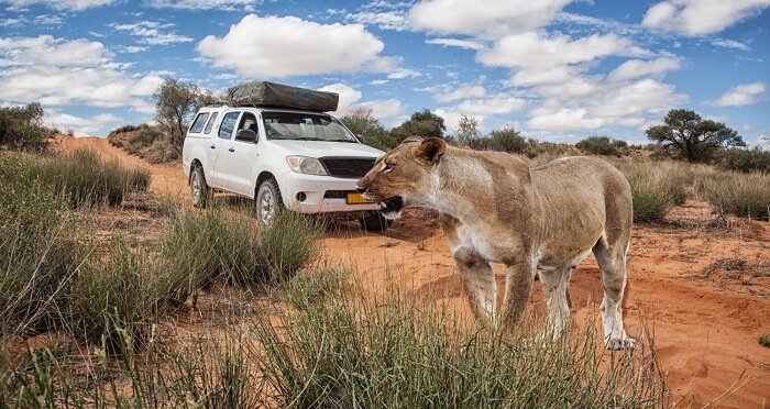 Khám Phá Safari Nam Phi: Hành Trình Hoang Dã Đầy Kỳ Thú