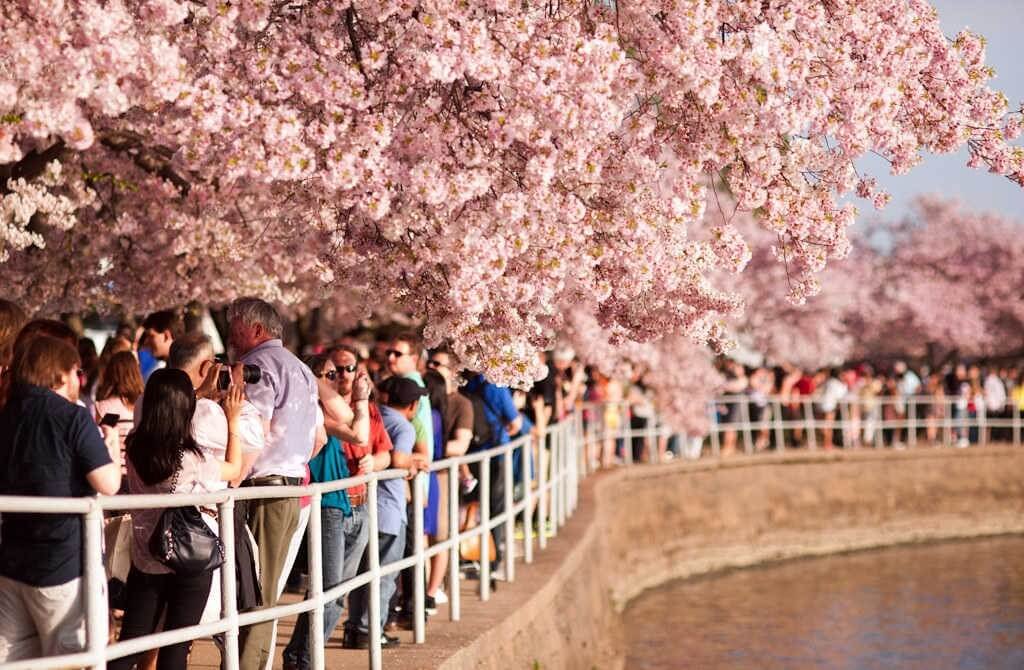Lễ Hội Hoa Anh Đào ở Washington D.C