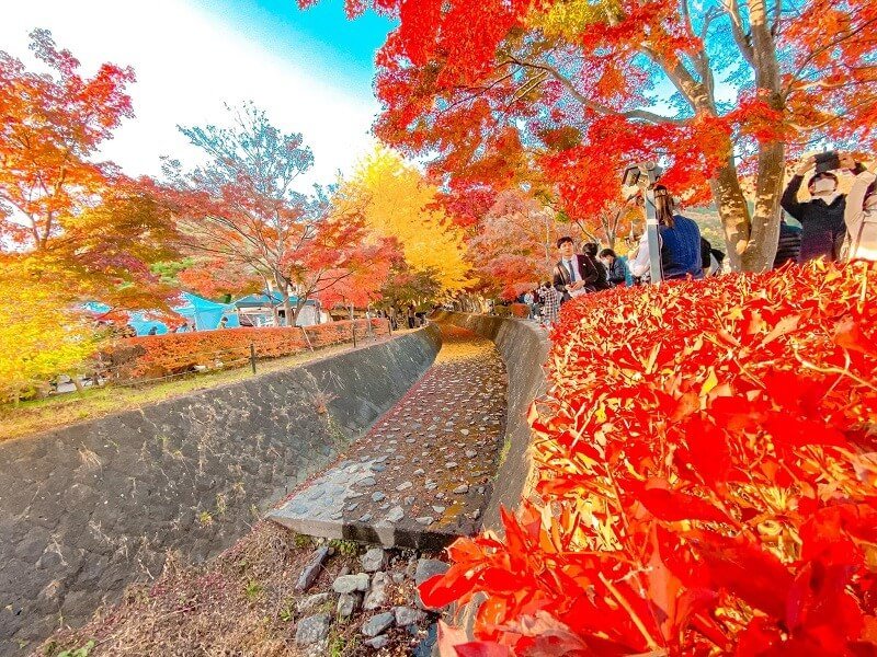 Lễ hội Fuji Kawaguchiko ngắm lá đỏ