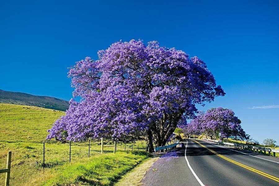 Melbourne: Điểm ngắm hoa phượng tím ở Úc