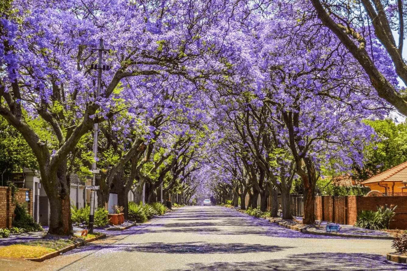 Thành phố Brisbane, Queensland: Điểm ngắm hoa phượng tím ở Úc