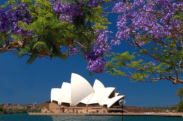 Thành phố Sydney, New South Wales: Điểm ngắm hoa phượng tím ở Úc
