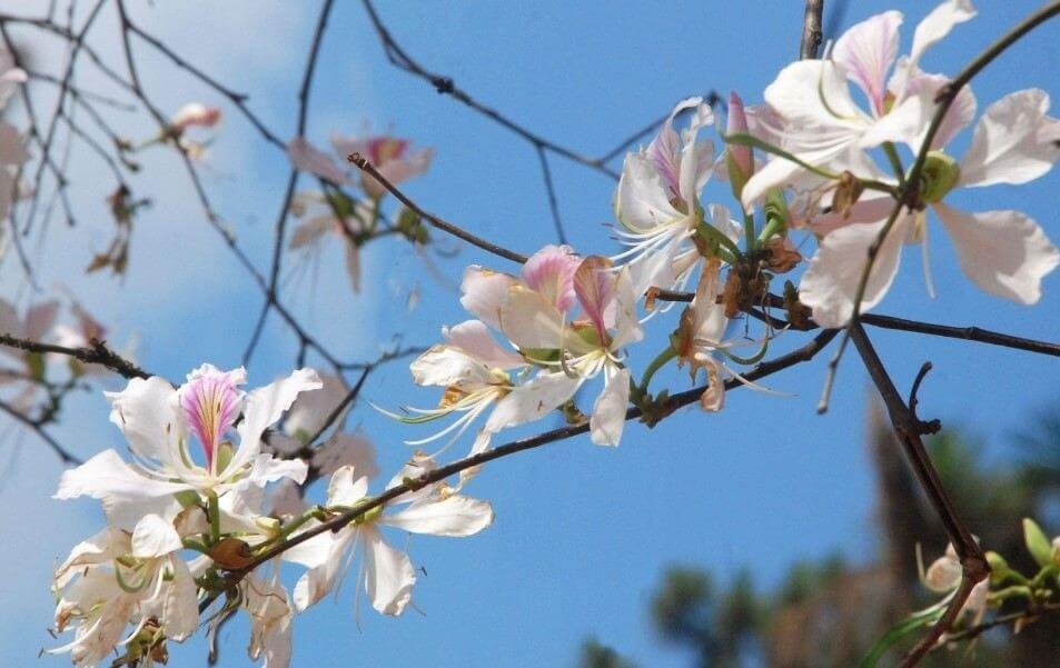 Địa điểm ngắm Hoa ban Mộc Châu: Gần Nghĩa trang Liệt sỹ huyện Mộc Châu