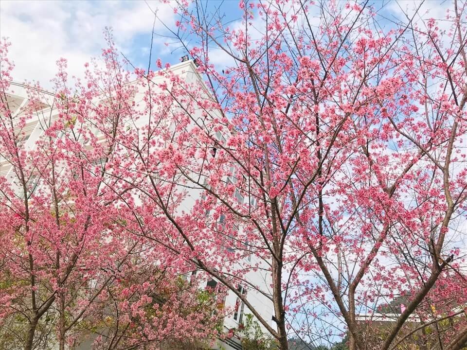 Hoa đào Mộc Châu (Sơn La)
