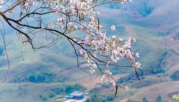 Hoa Ban Mộc Châu Nở Tháng Mấy? Gợi Ý Địa Điểm Ngắm Hoa Đẹp