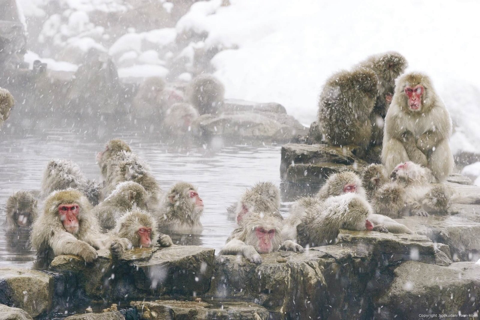 Khám Phá Công Viên Khỉ Jigokudani Nhật Bản Mùa Nào Đẹp? 3 Khỉ tắm Onsen vào mùa đông 2
