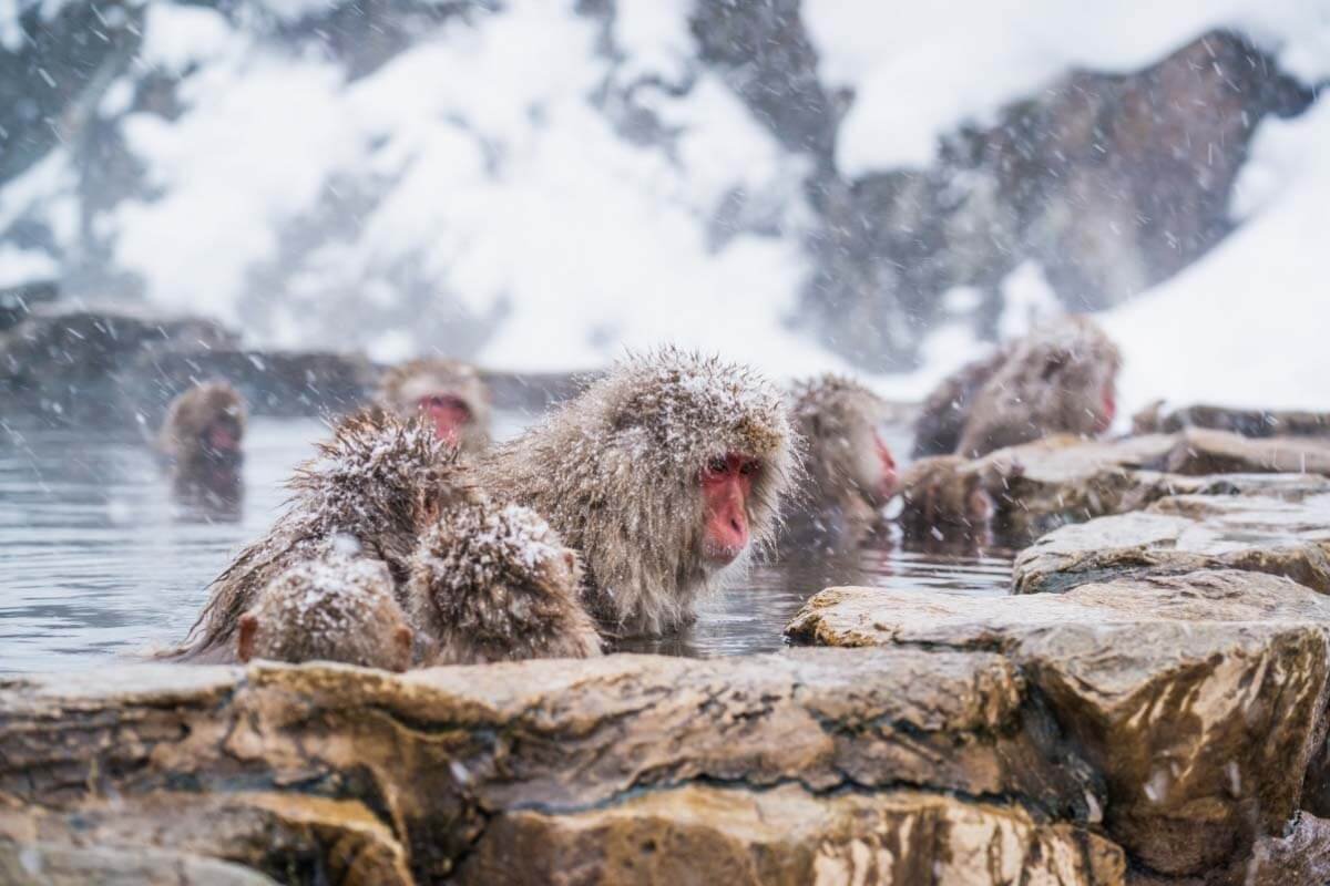 Khám Phá Công Viên Khỉ Jigokudani Nhật Bản Mùa Nào Đẹp? 2 Khỉ tắm Onsen vào mùa đông 1