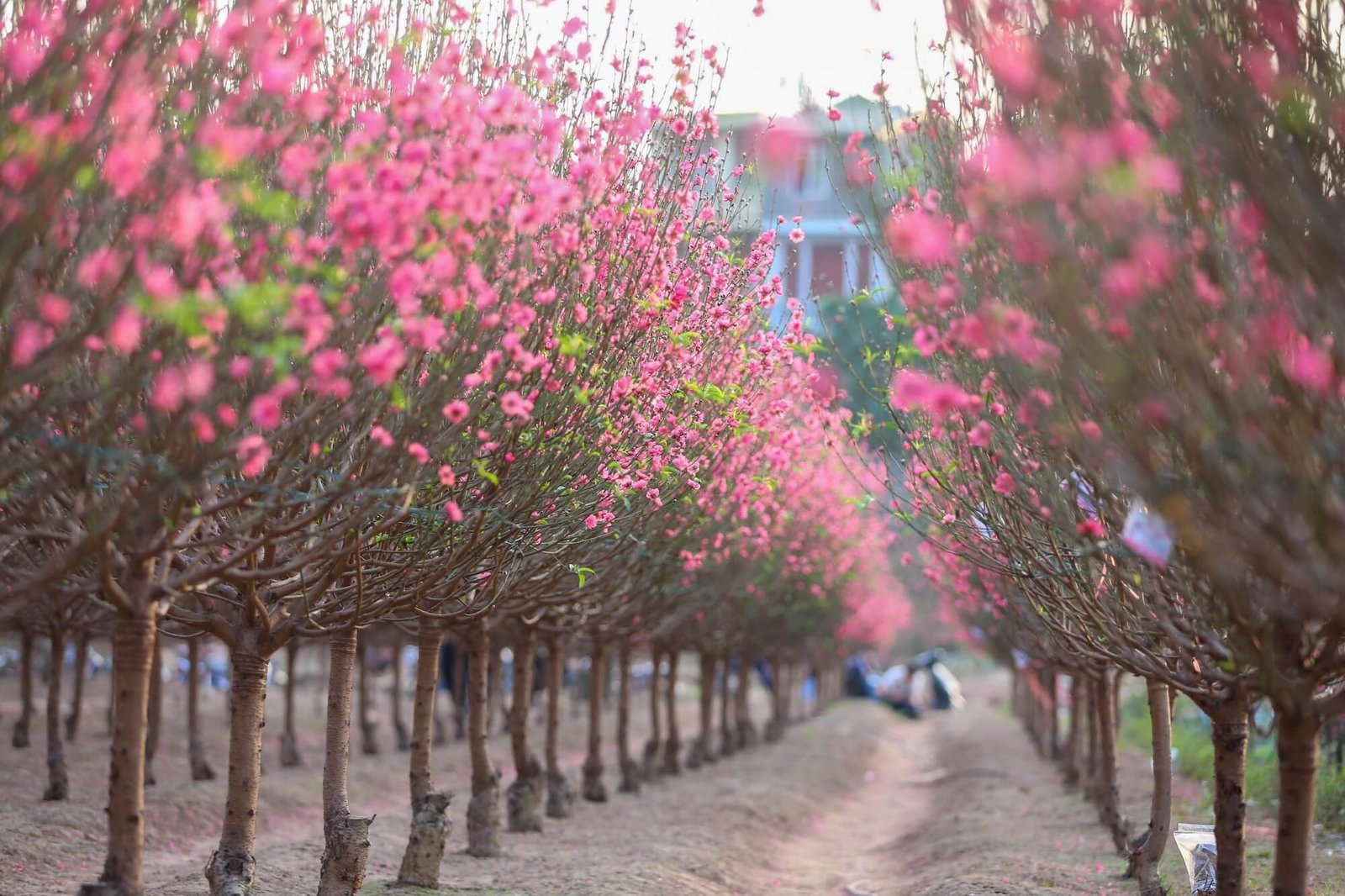 Làng đào Nhật Tân Hà Nội