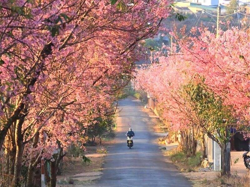 Mai anh đào Đà Lạt Lâm Đồng