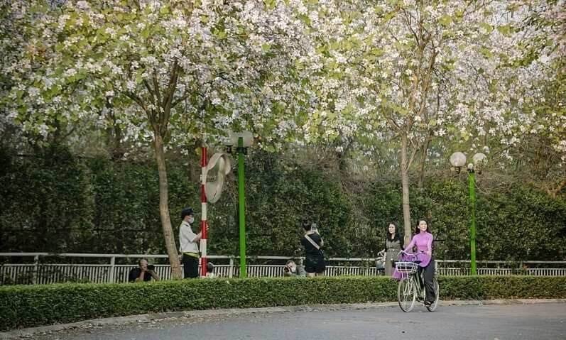 Những địa điểm ngắm Hoa ban Mộc Châu: Ngã ba đường mới tại trung tâm thị trấn Mộc Châu