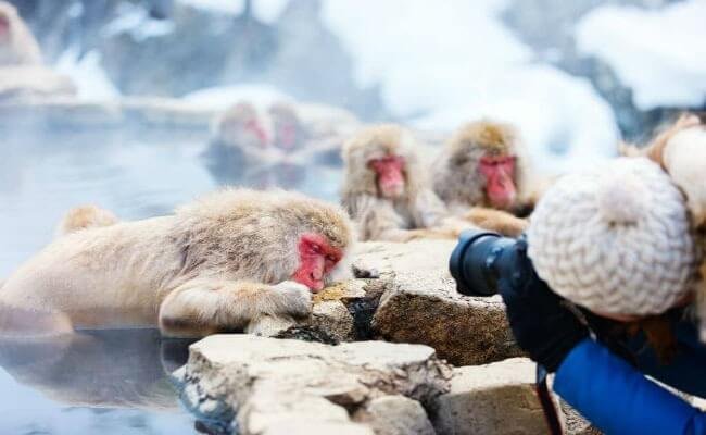 Thời điểm tuyệt vời để thăm công viên Khỉ Jigoku Dani