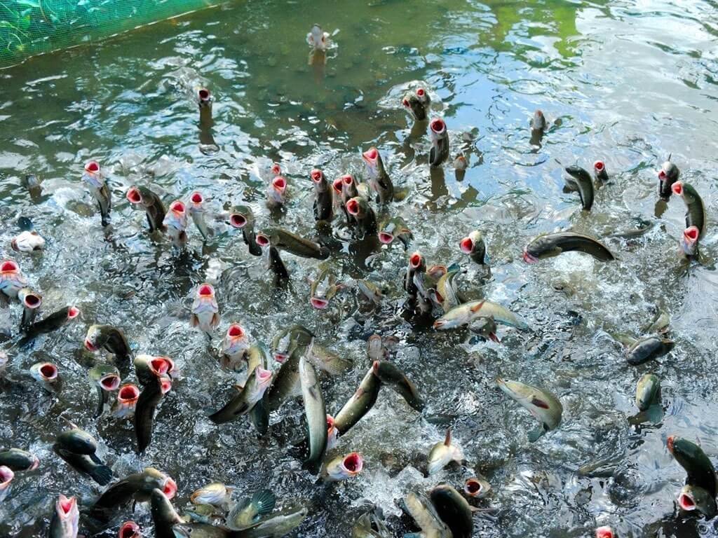 Trổ tài tát mương bắt cá