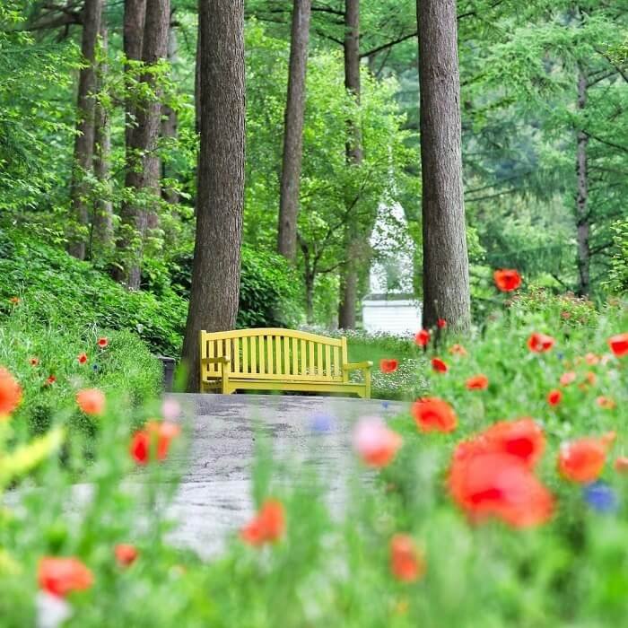 Vẻ đẹp của vườn hoa Morning Calm Hàn Quốc 1