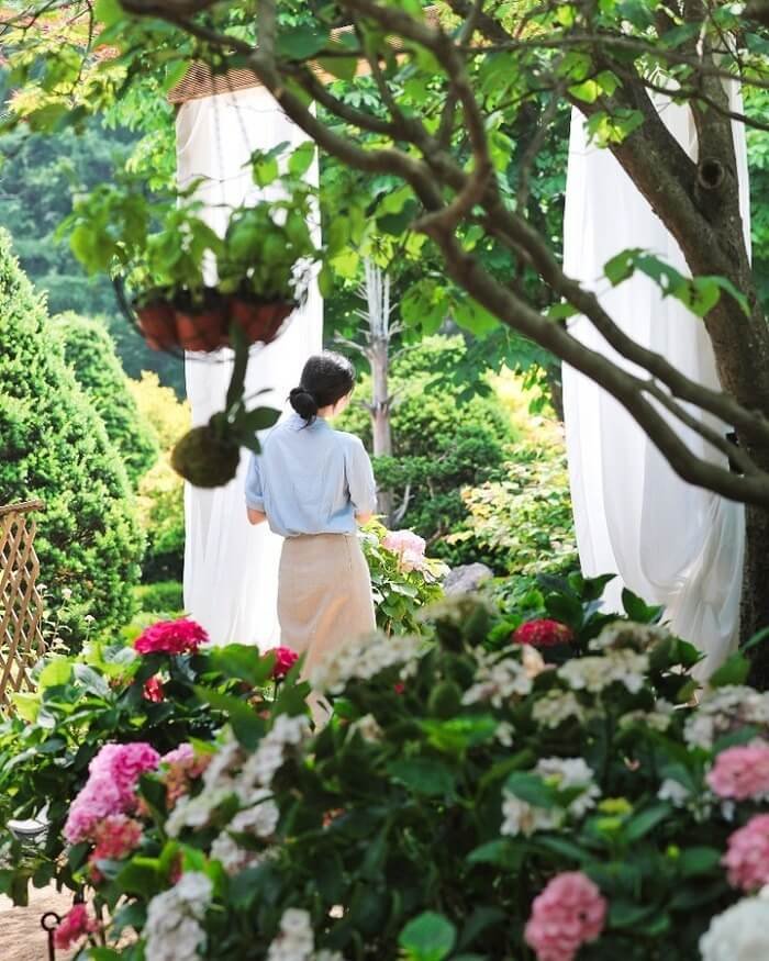 Vẻ đẹp của vườn hoa Morning Calm Hàn Quốc 4