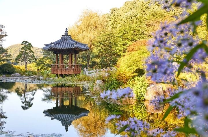 Vườn Hoa Morning Calm Hàn Quốc: Vẻ Đẹp 4 Mùa Đầy Mê Hoặc
