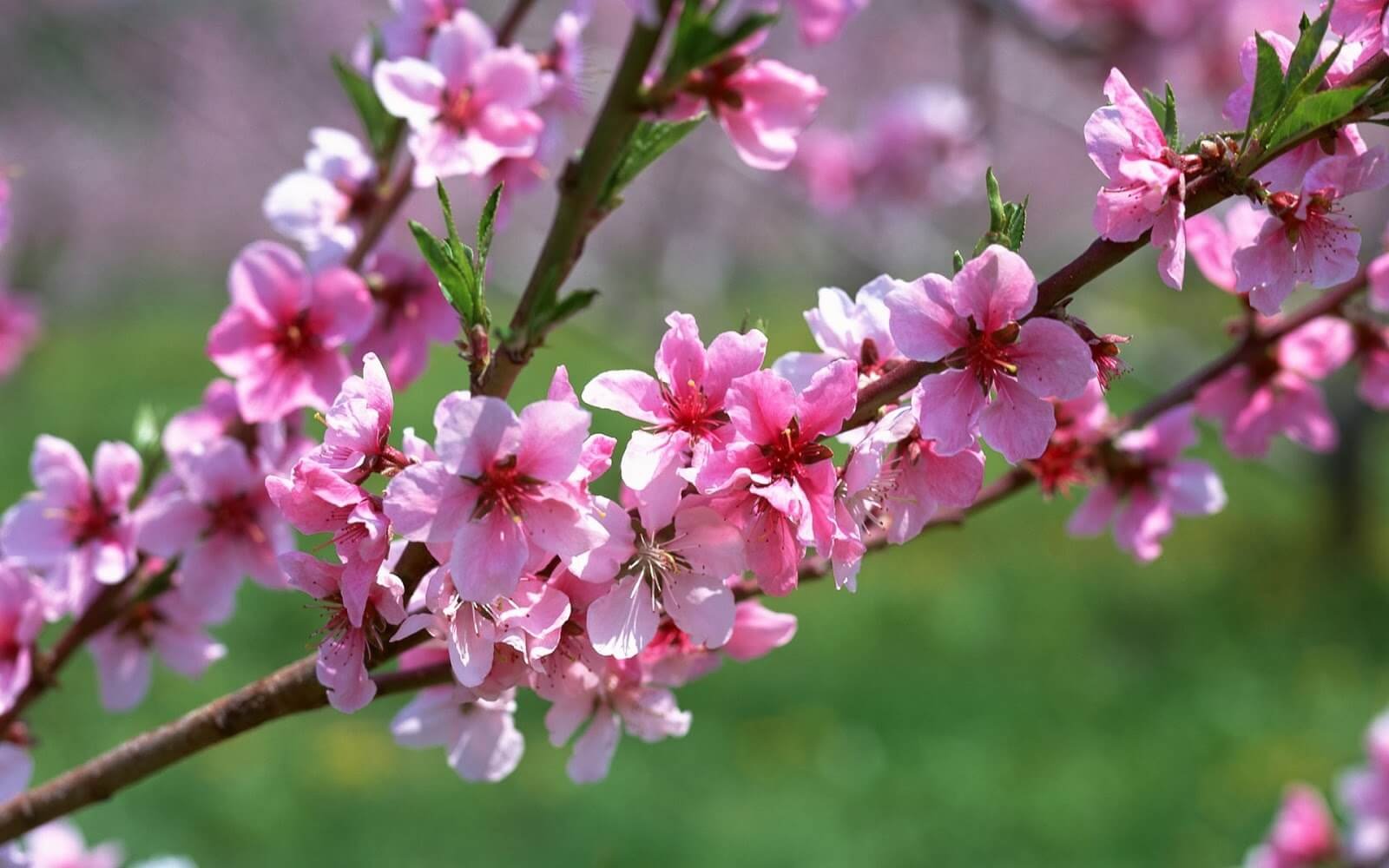 Top 5 Điểm Ngắm Cảnh Hoa Đào Mùa Xuân Đẹp Nhất Ở Việt Nam
