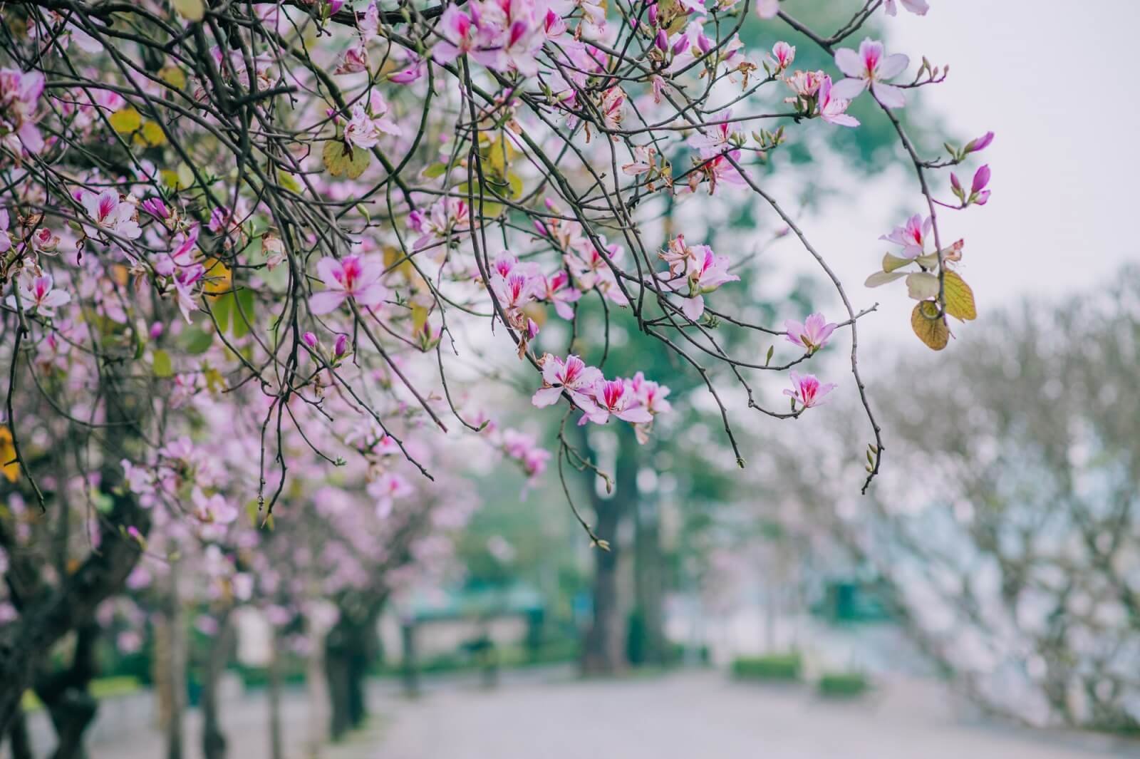 12 mùa hà nội