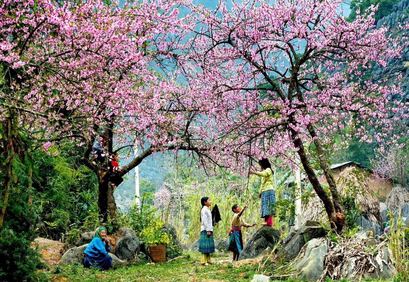 Cảnh Đẹp Mùa Xuân Tây Bắc: Trải Nghiệm Sắc Xuân Vùng Cao