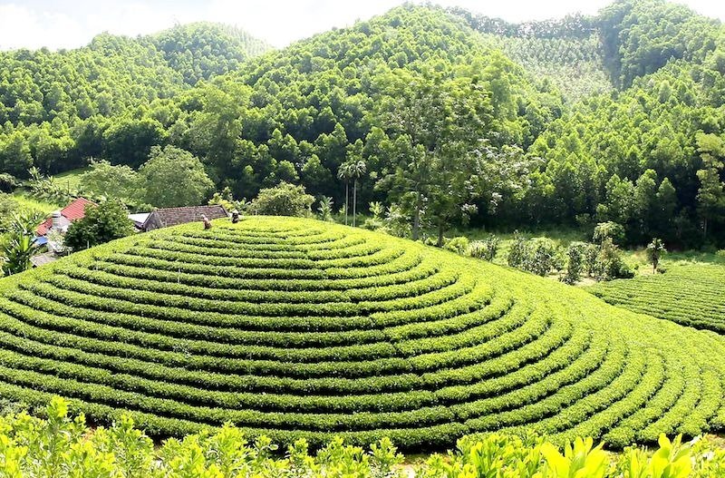 Đồi chè Tân Cương