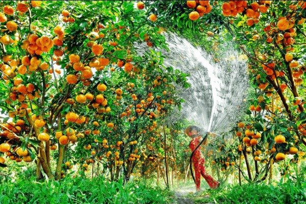 Du lịch miệt vườn tại Trung An - Củ Chi