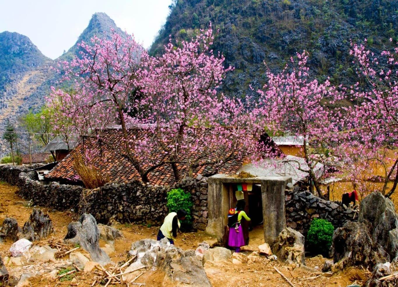 Hà Giang - Mùa xuân trên cao nguyên đá