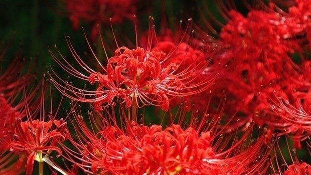 Khám phá ý nghĩa đặc biệt của hoa bỉ ngạn
