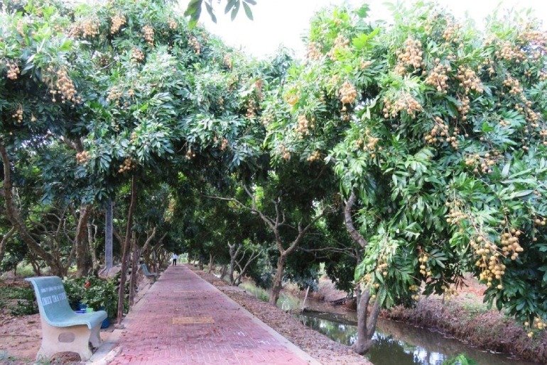 Lưu ý khi du lịch cù lao Long Trị