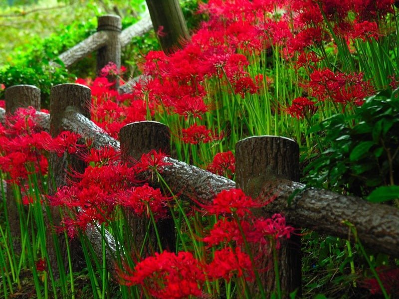 Ngắm hoa bỉ ngạn Nhật Bản tại công viên Hibiya