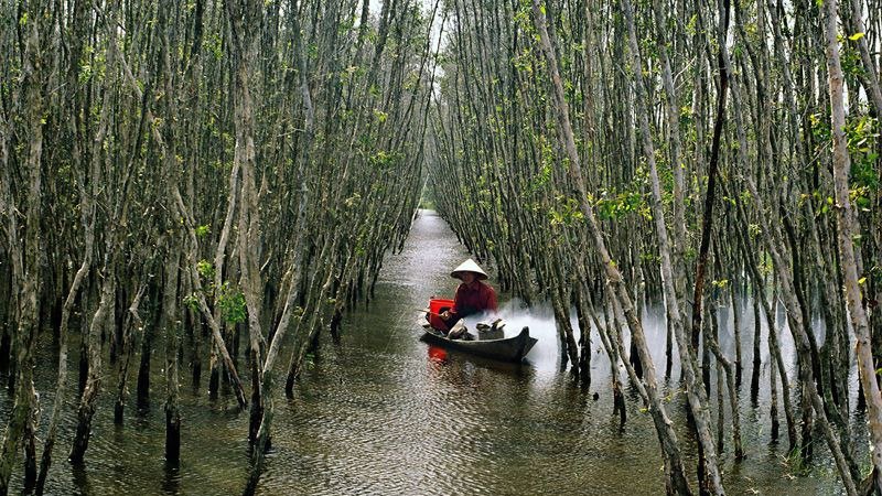 Rừng Tràm U Minh Hạ
