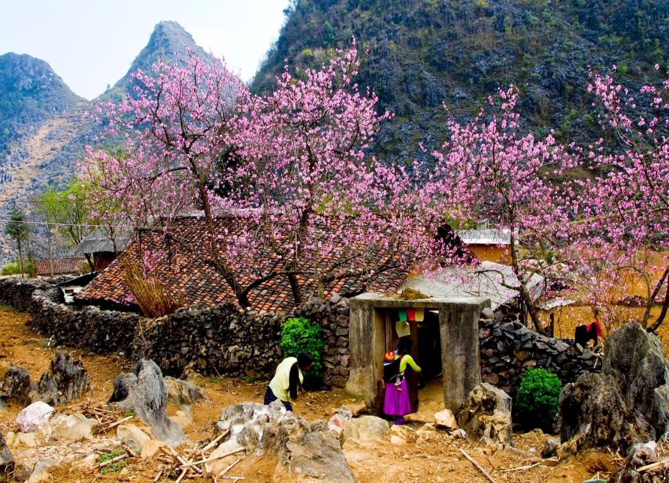 Sắc hoa mùa xuân rực rỡ khắp núi rừng Tây Bắc