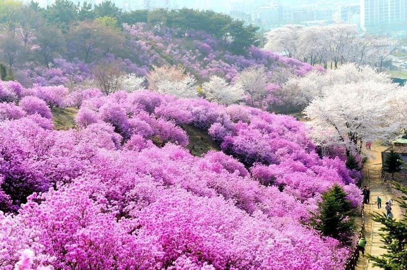 Sapa (Lào Cai): Thị trấn mờ sương đầy thơ mộng