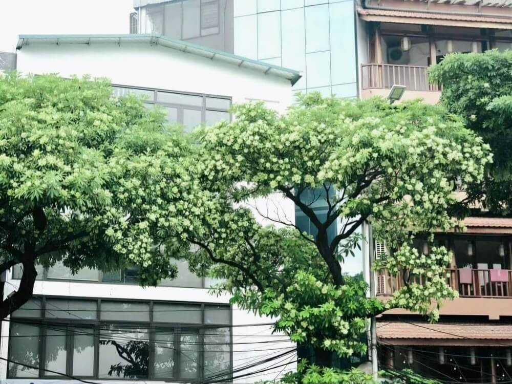 Tháng 9 – Hương hoa sữa nồng nàn